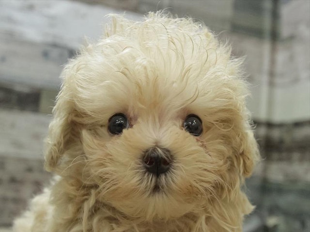 広島県のハーフ犬・ミックス犬 (ペッツワン広島LECT店/2024年5月5日生まれ/男の子/アプリコット)の子犬